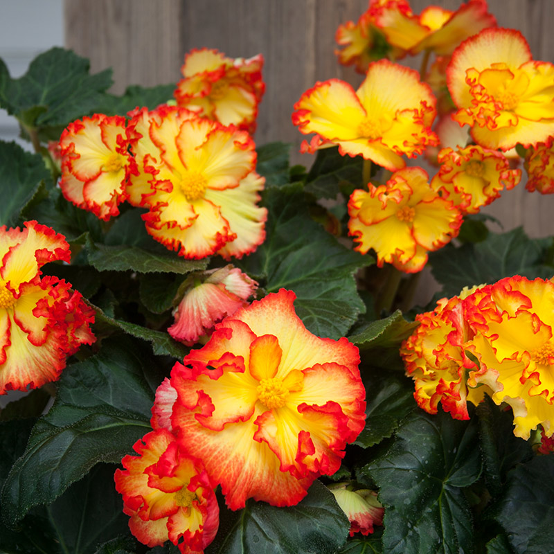 Begonia Crispa Marginata Yellow Red