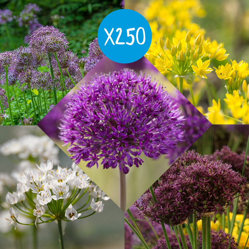 Flower Bulb Collection Alliums à 250