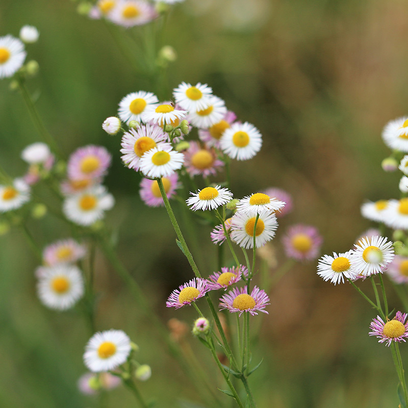 Mexican fleabane - Erigeron karvinskianus