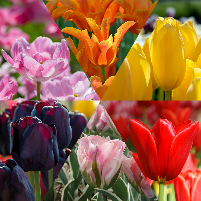 Cut Flower Tulip Bulb Collection "Tulip Varieties"