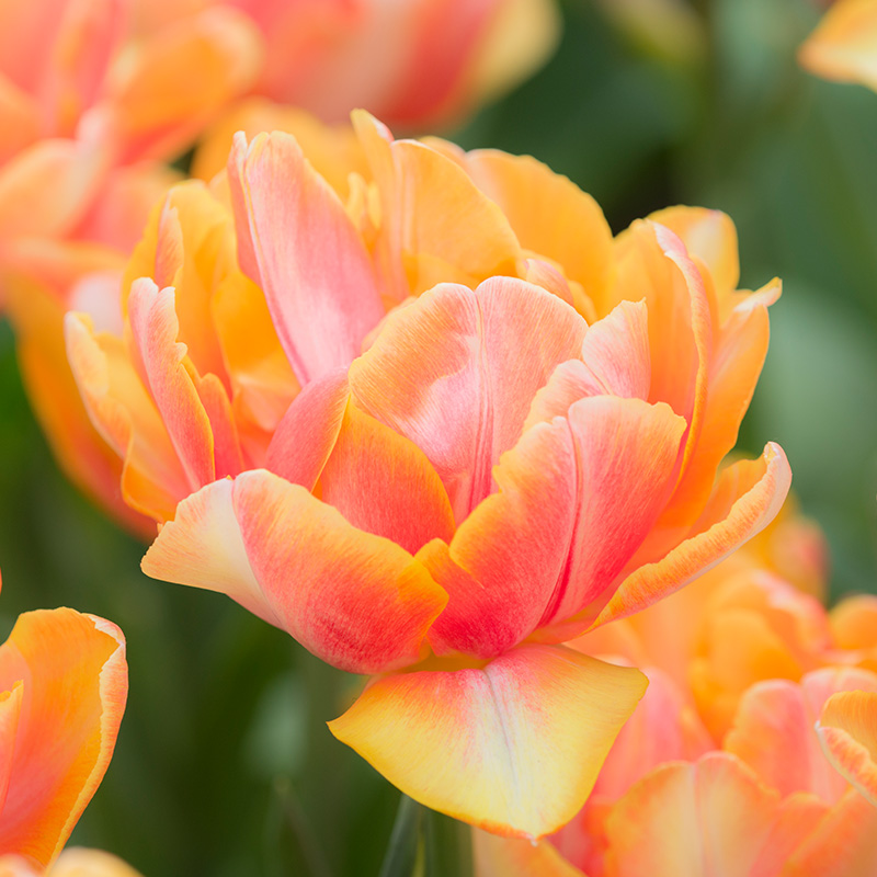 Tulip Foxy Foxtrot®