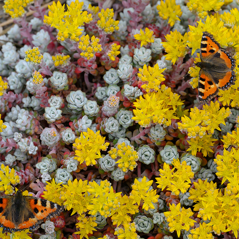 Spoon Leaved Stonecrop Sedum Spath Cape Blanco 6101040