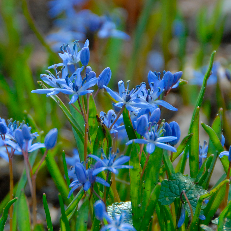 Scilla bifolia