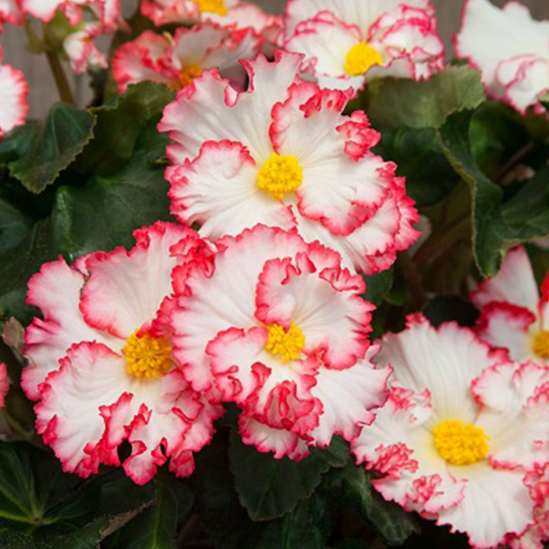 Begonia Crispa Margina white-red