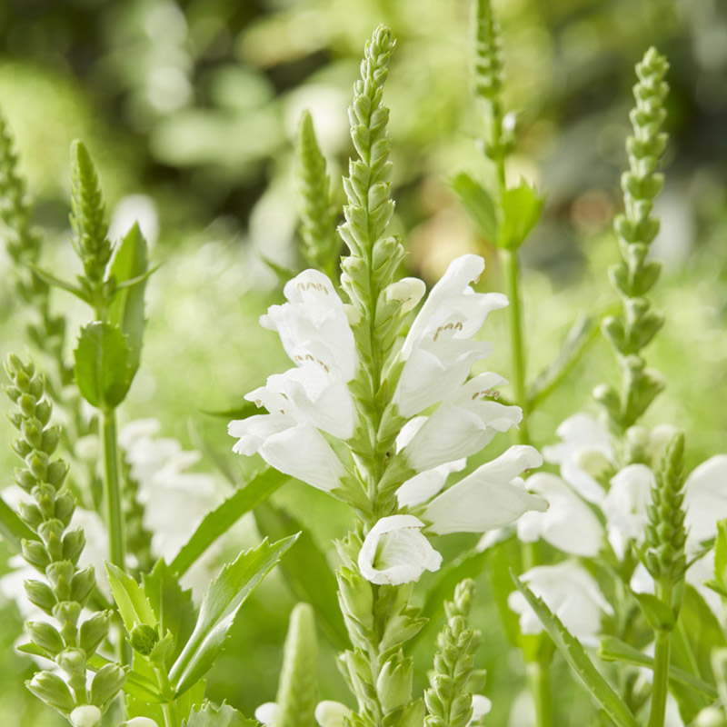 Obedient plant (Physostegia virg.) ‘Summer Snow’