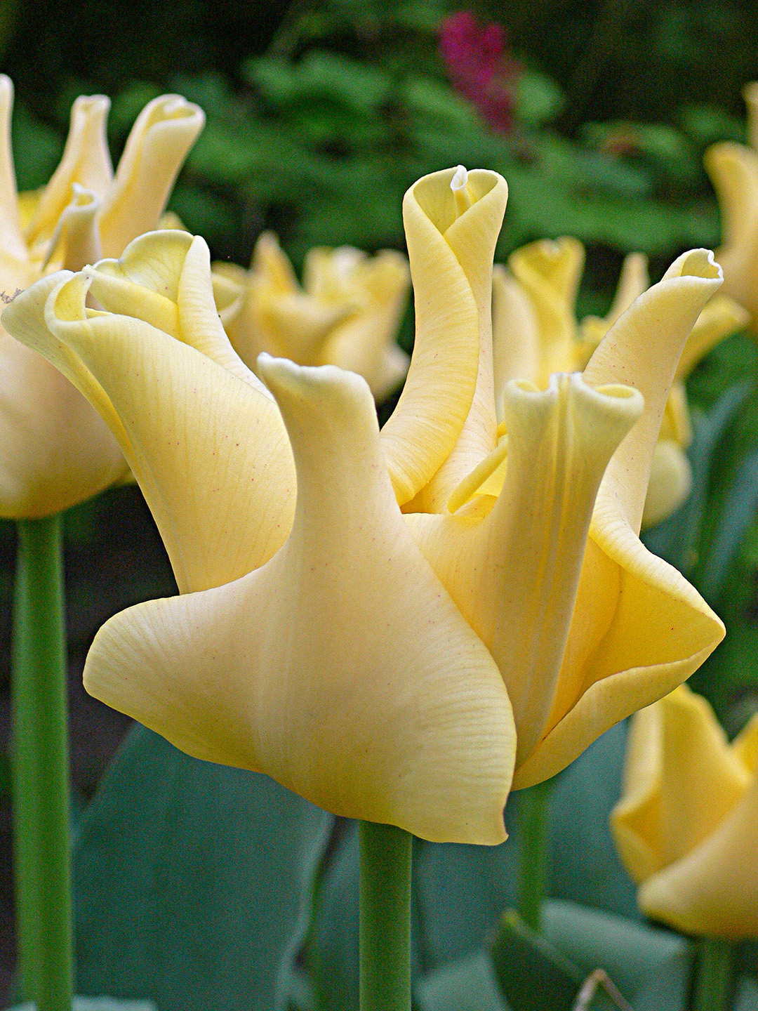 Tulip Yellow Crown