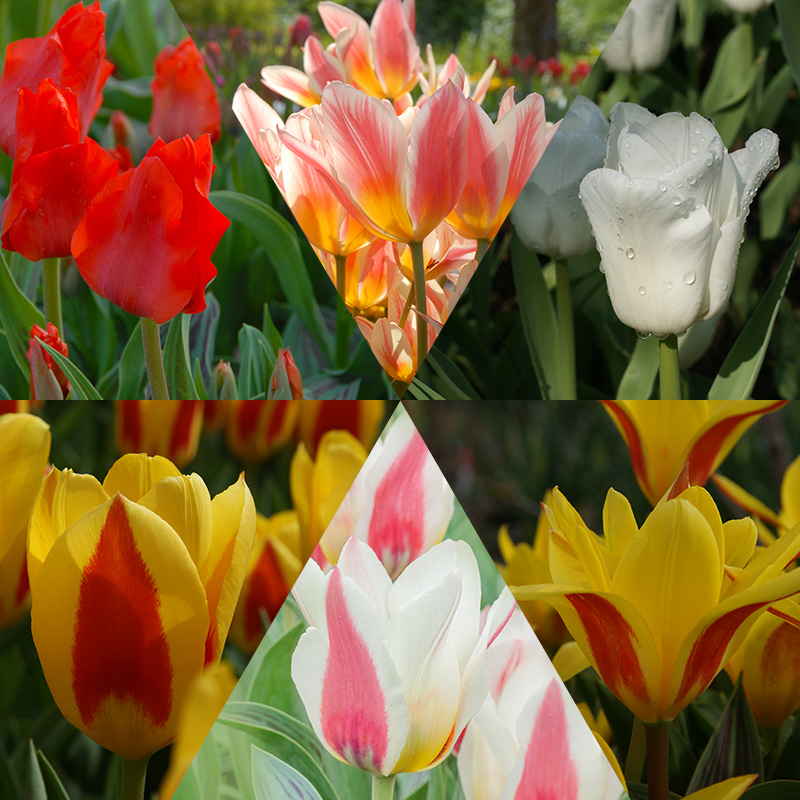 Tulip Bulb Collection "Fairytale"