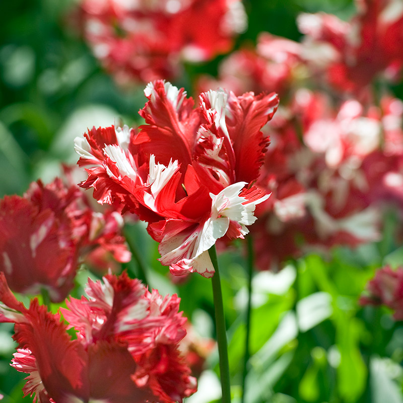 Tulip Estella Rijnveld