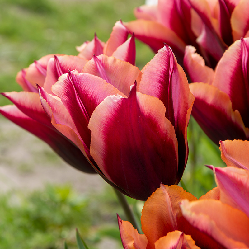 Tulip Slawa