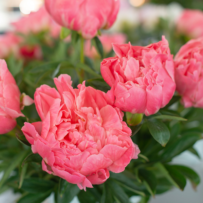 Peony 'Pink Hawaiian Coral' | 87060