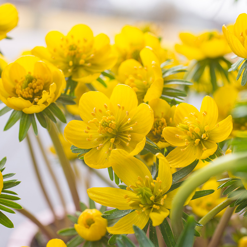 Eranthis cilicica