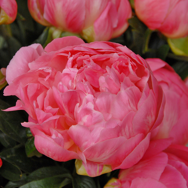 Peony 'Pink Hawaiian Coral' | 87060