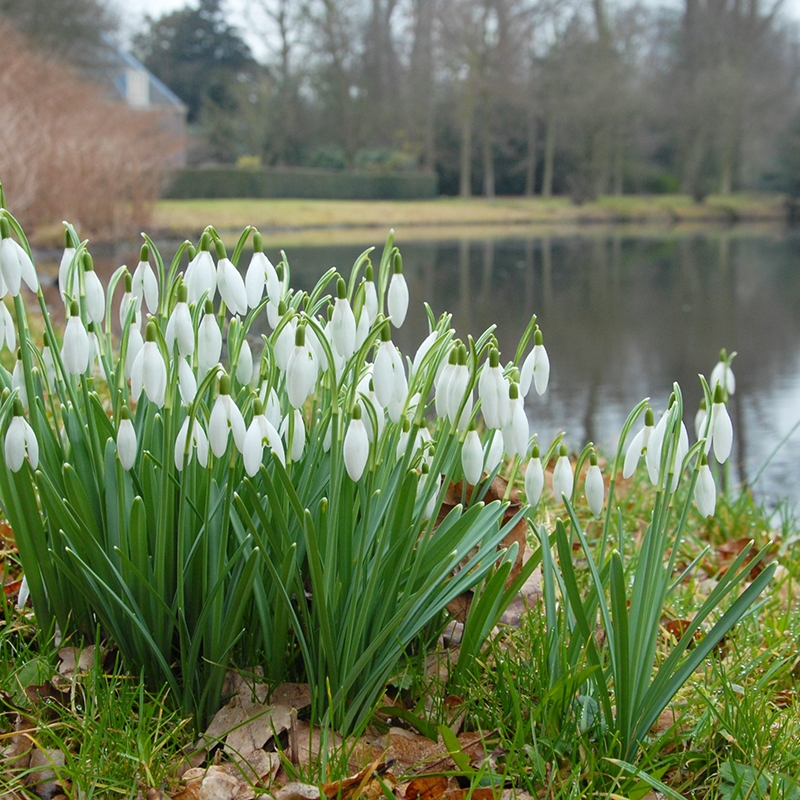 Galanthus Nivalis - Sneeuwklokje