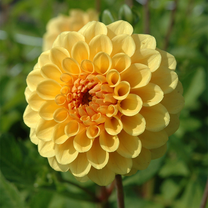 Dahlia Golden Scepter , à 1 | 10840