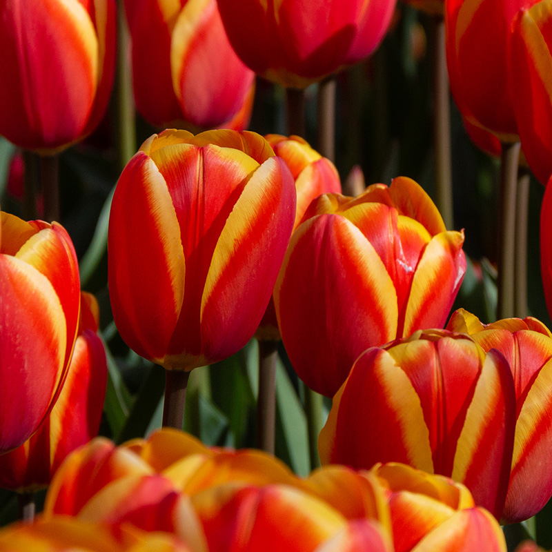 Tulip World's Favourite | 2575