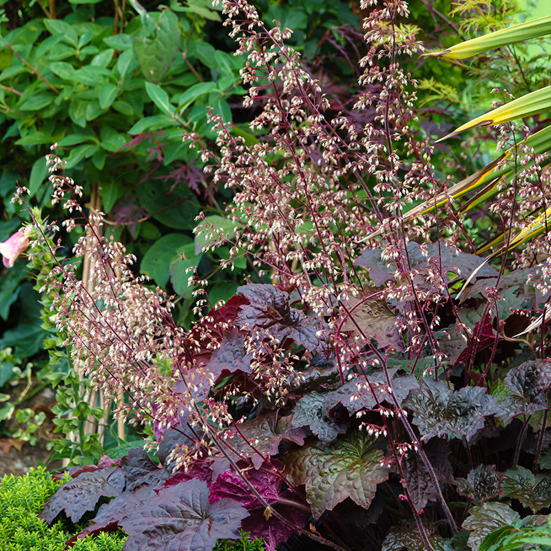 Alum root (Heuchera micr.) 'Palace Purple'