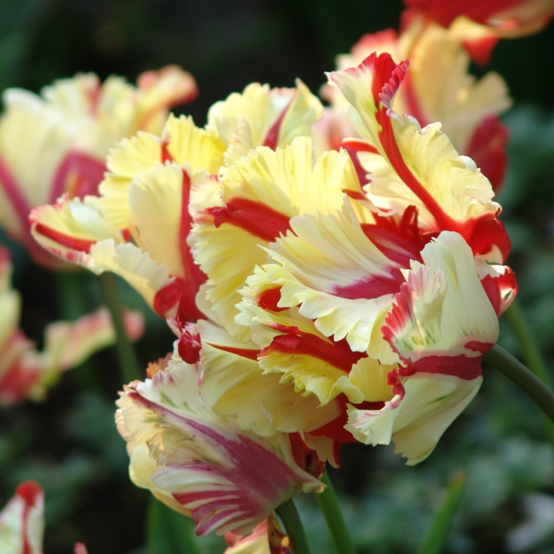 Tulip Flaming Parrot