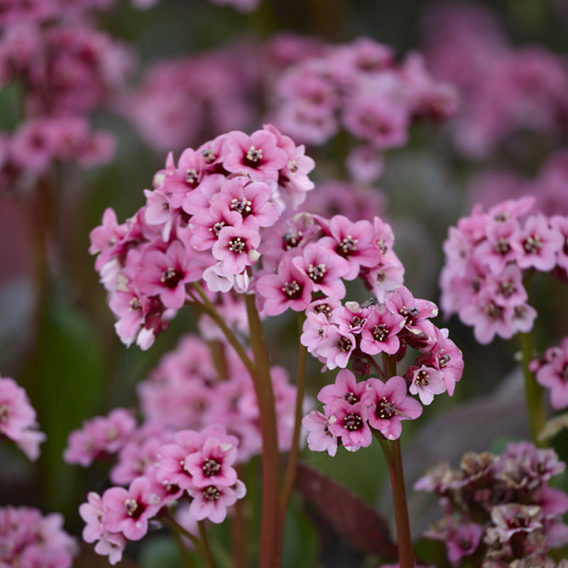 Heart-leaf bergenia - Bergenia cordifolia