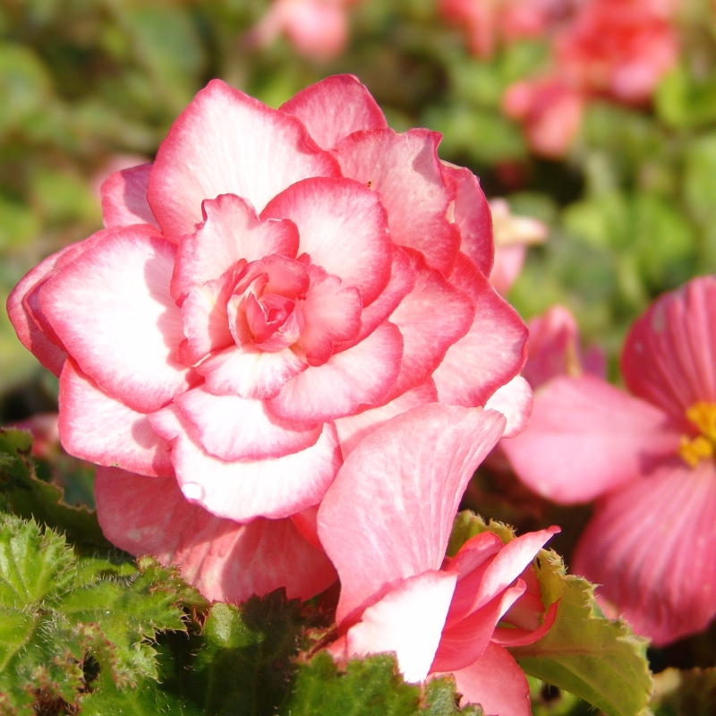 Begonia Bouton de Rose , à 3