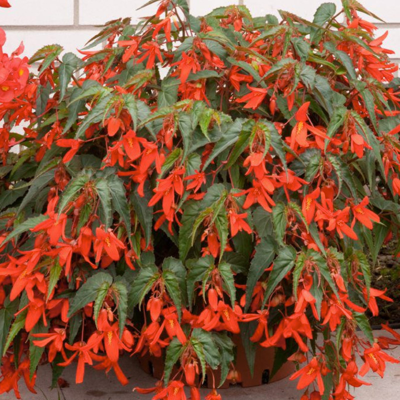 Begonia boliviensis Santa Cruz