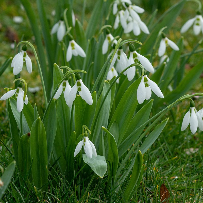 XL-Pack snowdrop - Galanthus