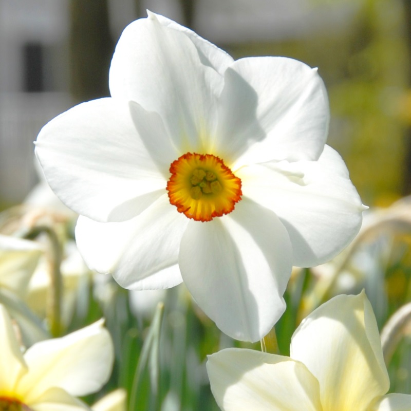 Daffodil  Actaea