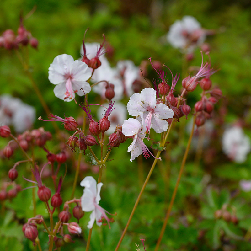 Cranesbill (Geranium cant.) 'Biokovo' | 6101075