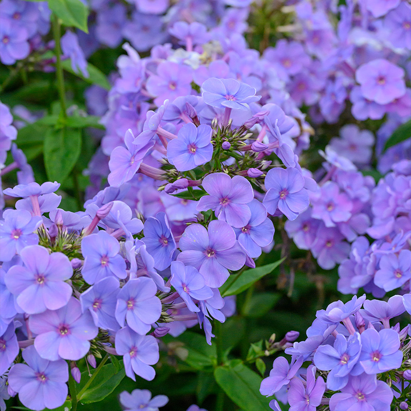 Phlox (P) 'Sweet Summer Ocean' 