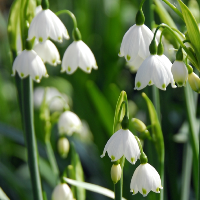 Leucojum Gravetye Giant