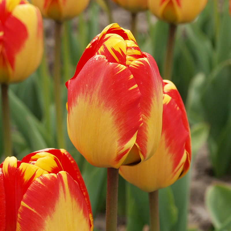 Tulip Banja Luka