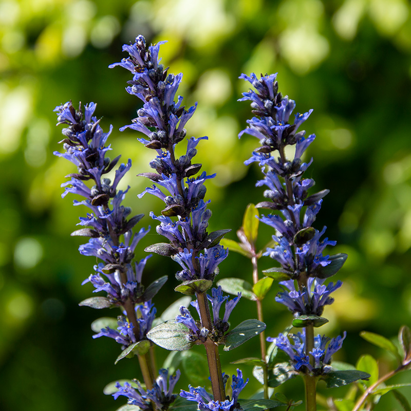 Carpet Bugle (Ajuga) 'Chocolate Chip' | 6101045