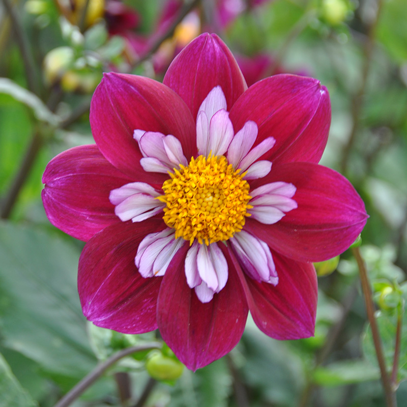 Dahlia Eefje , à 1 | 10053