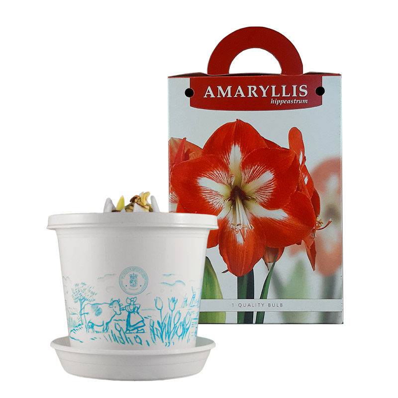 Amaryllis Minerva op pot in geschenkdoos