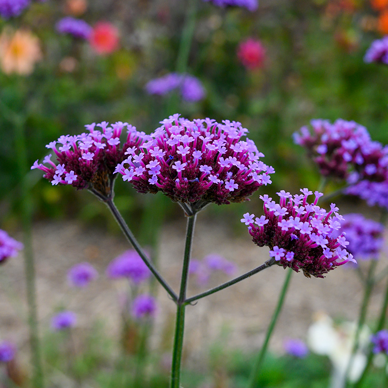 Argentinian vervain - Verbena bonariensis