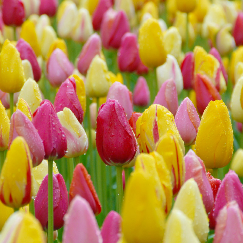 Late Blooming Tulip Collection