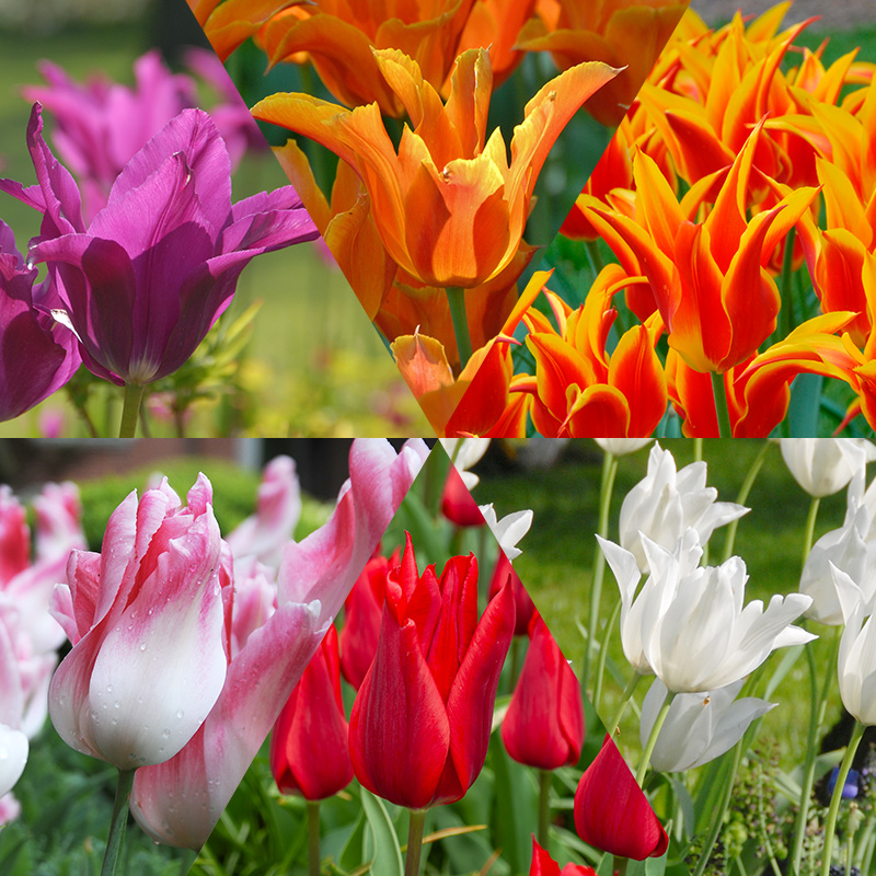 Lily Flowering Tulip Bulb Collection