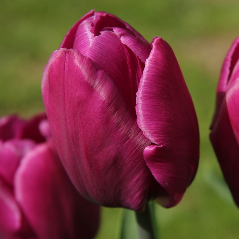 Tulip Purple Prince