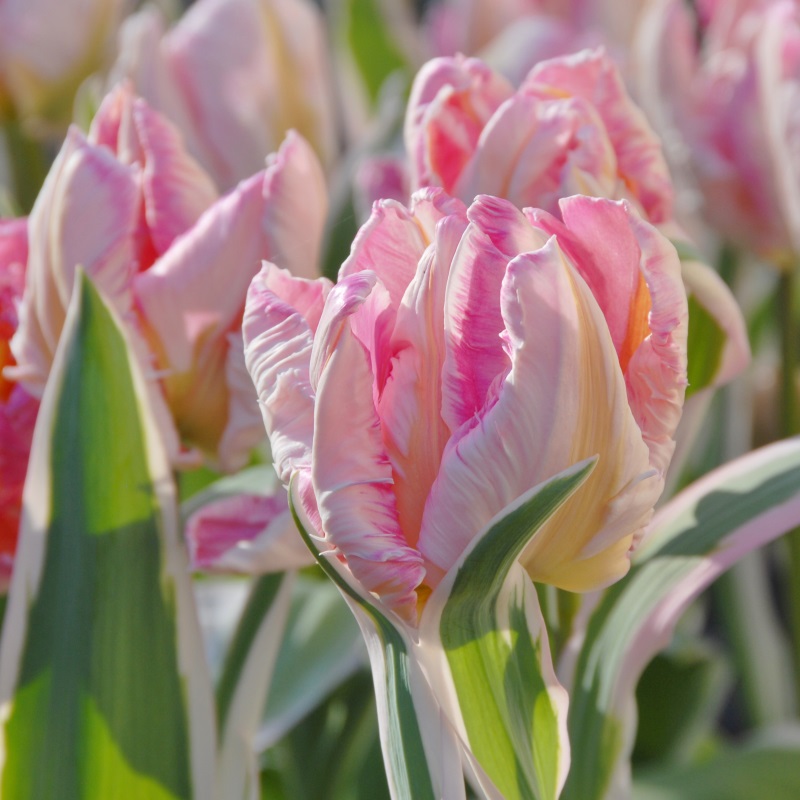 Tulipa Elsenburg